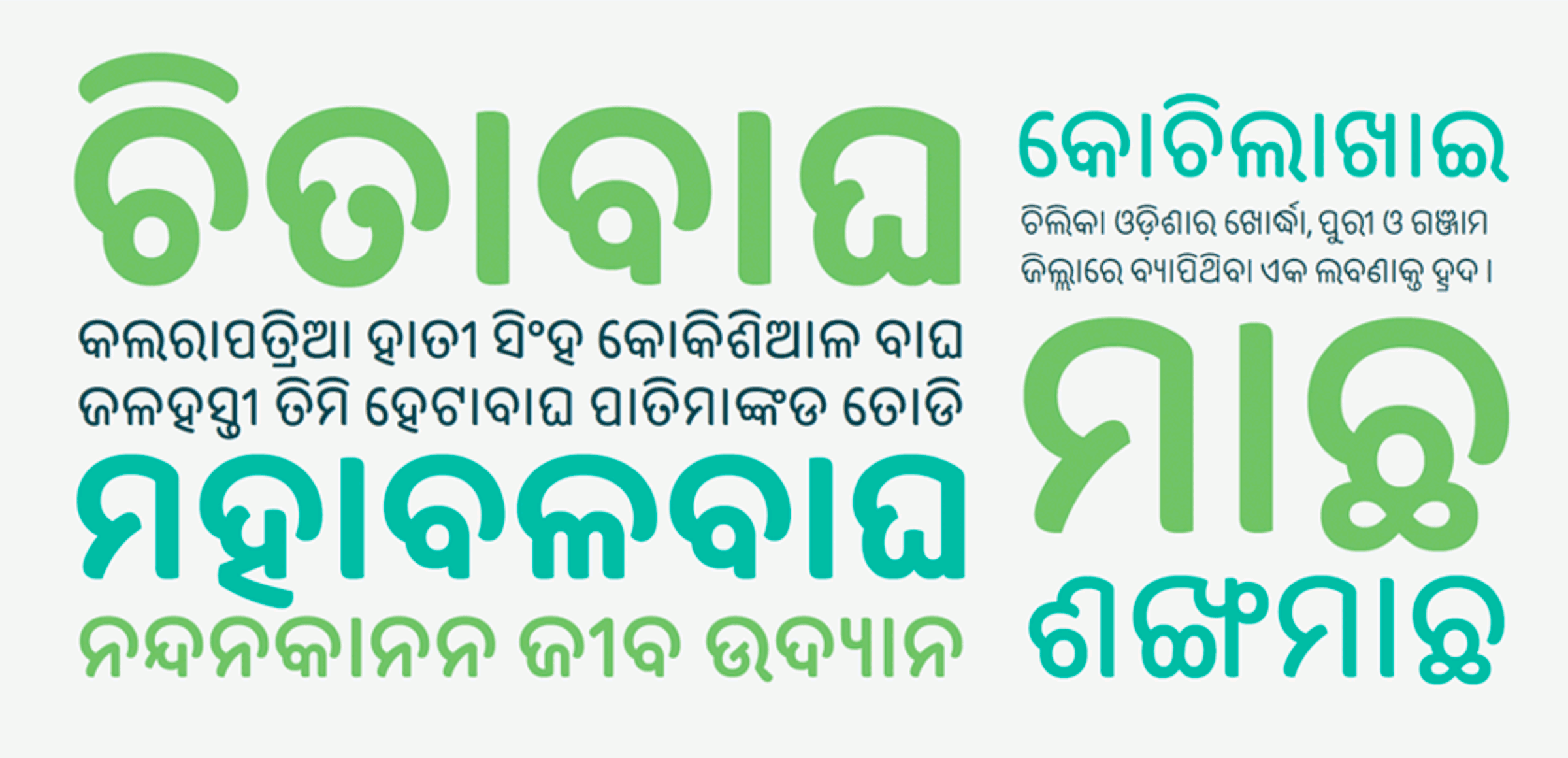 Sample words set in an existing rounded, playful Odia display typeface